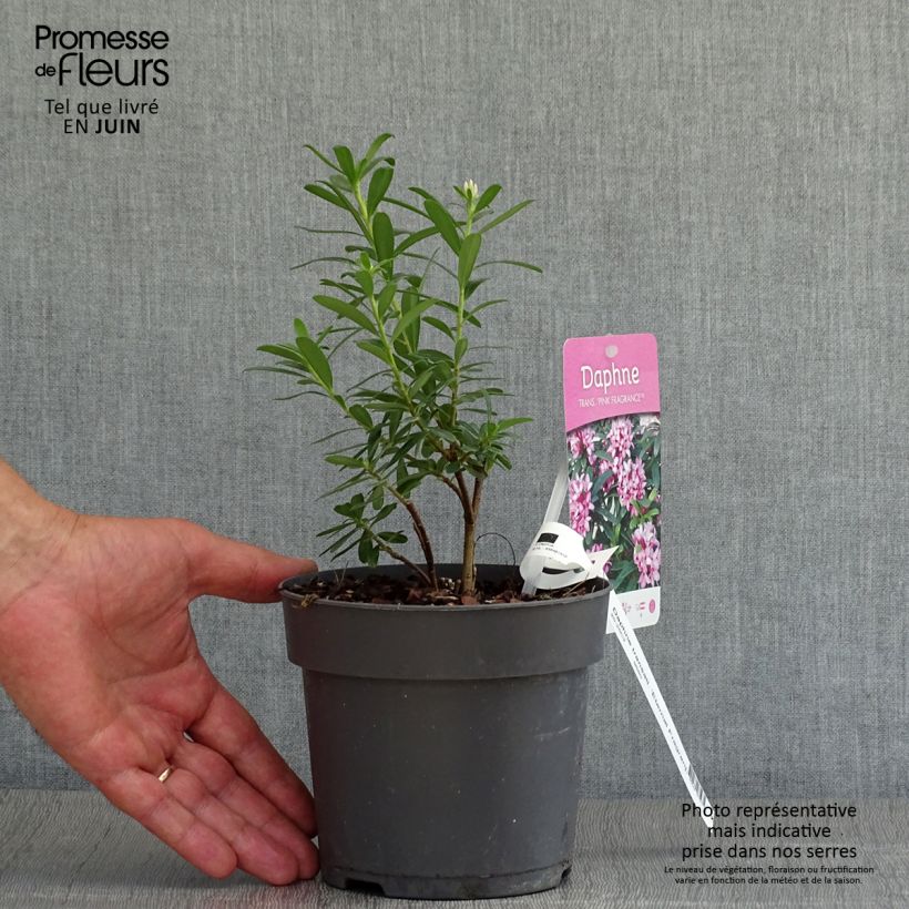 Esimerkki kesällä toimitetusta Näsiä Eternal Fragrance Pot de 2L/3L-taimesta