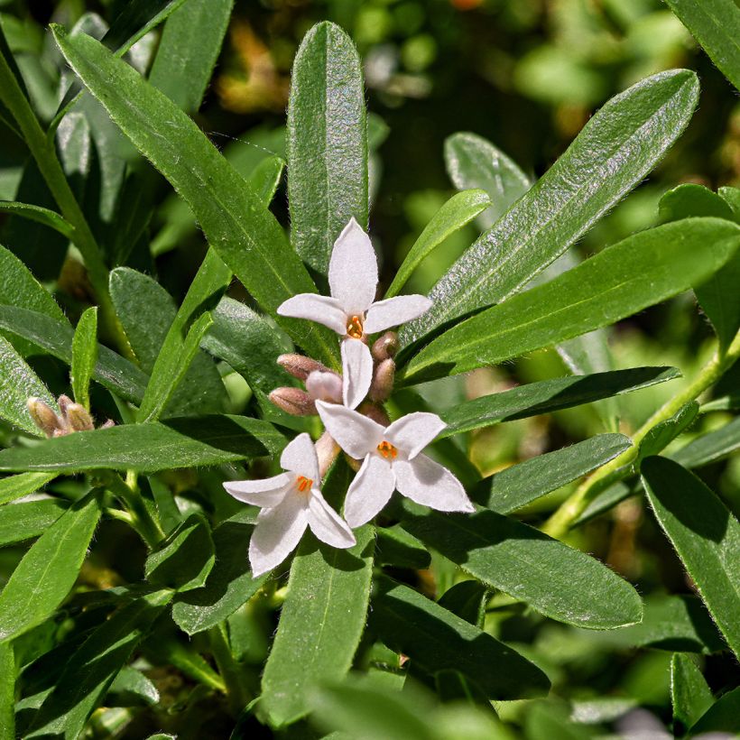 Näsiä Eternal Fragrance (Kukinta)