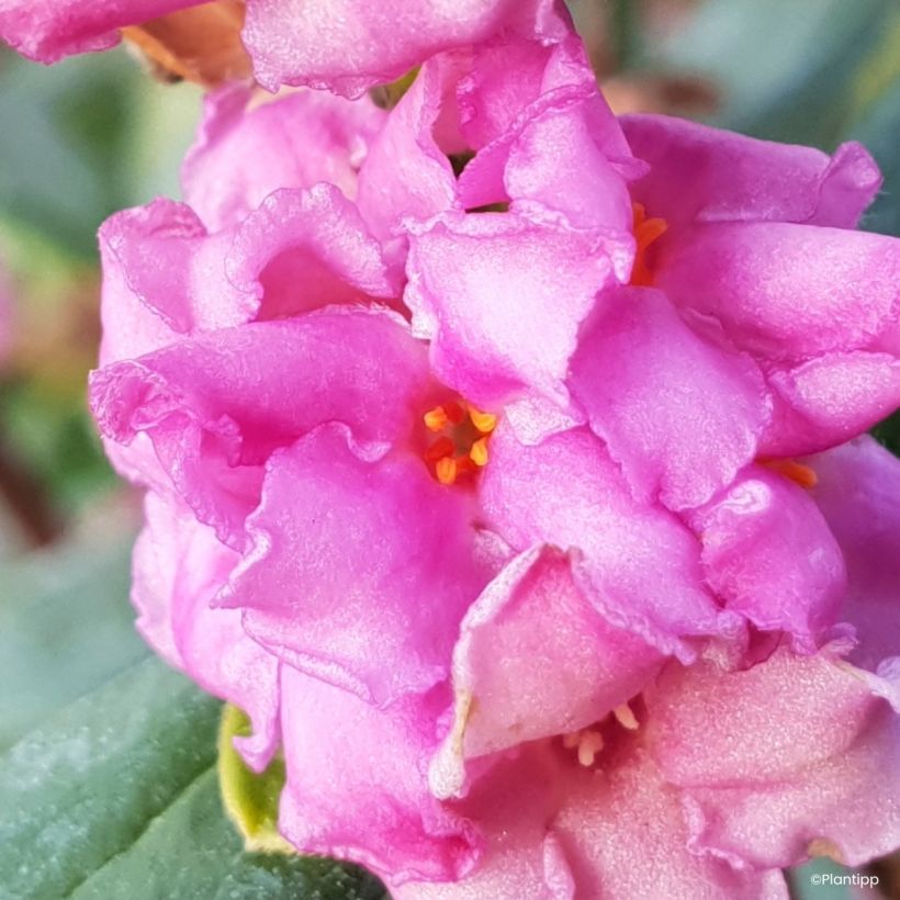 Näsiä Sweetheart (Kukinta)