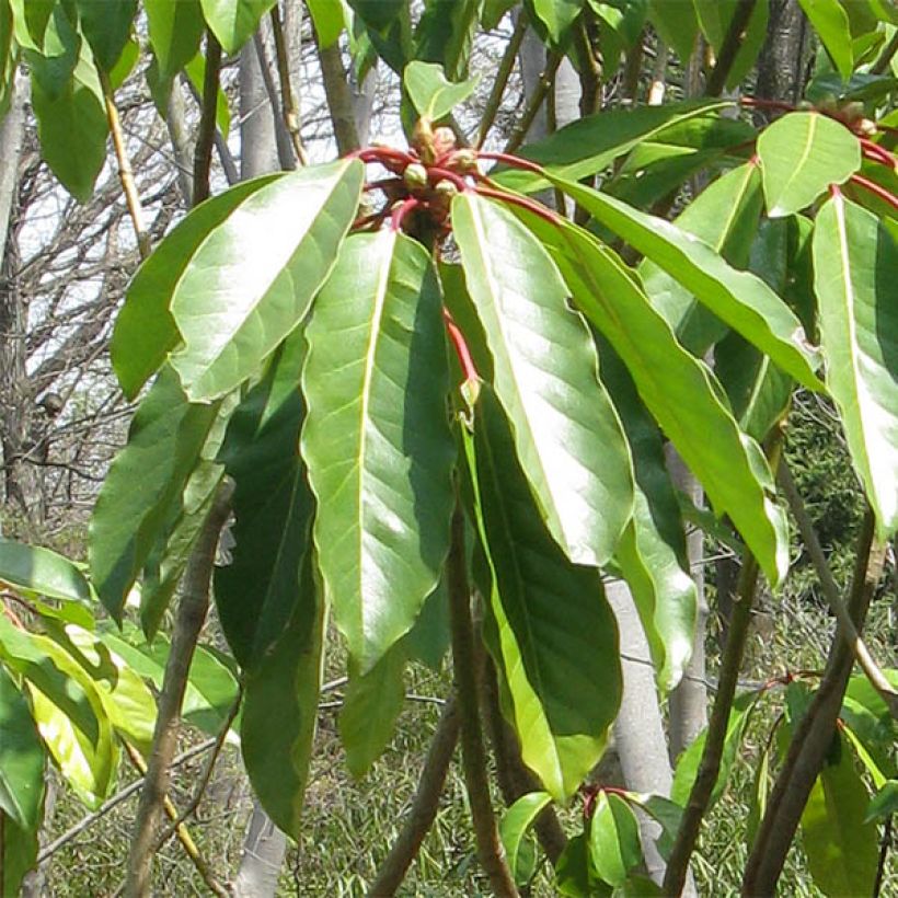 Daphniphyllum himalayense subsp. macropodum (Lehvistö)