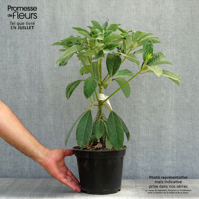 Esimerkki kesällä toimitetusta Daphniphyllum himalayense subsp. macropodum Pot de 2L/3L-taimesta