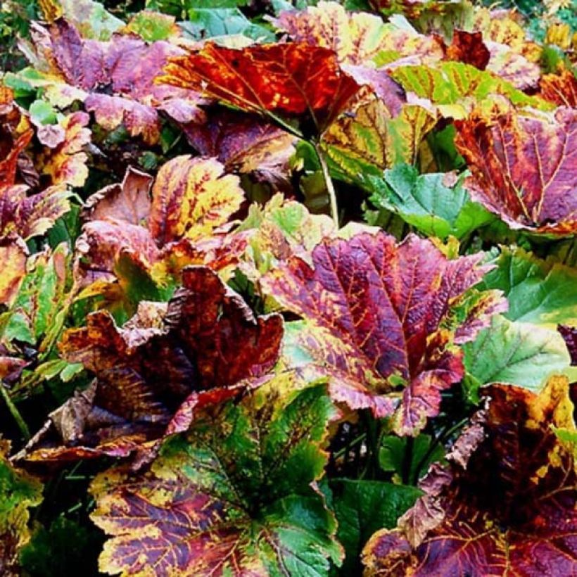 Kilpirikko - Darmera peltata (Lehvistö)