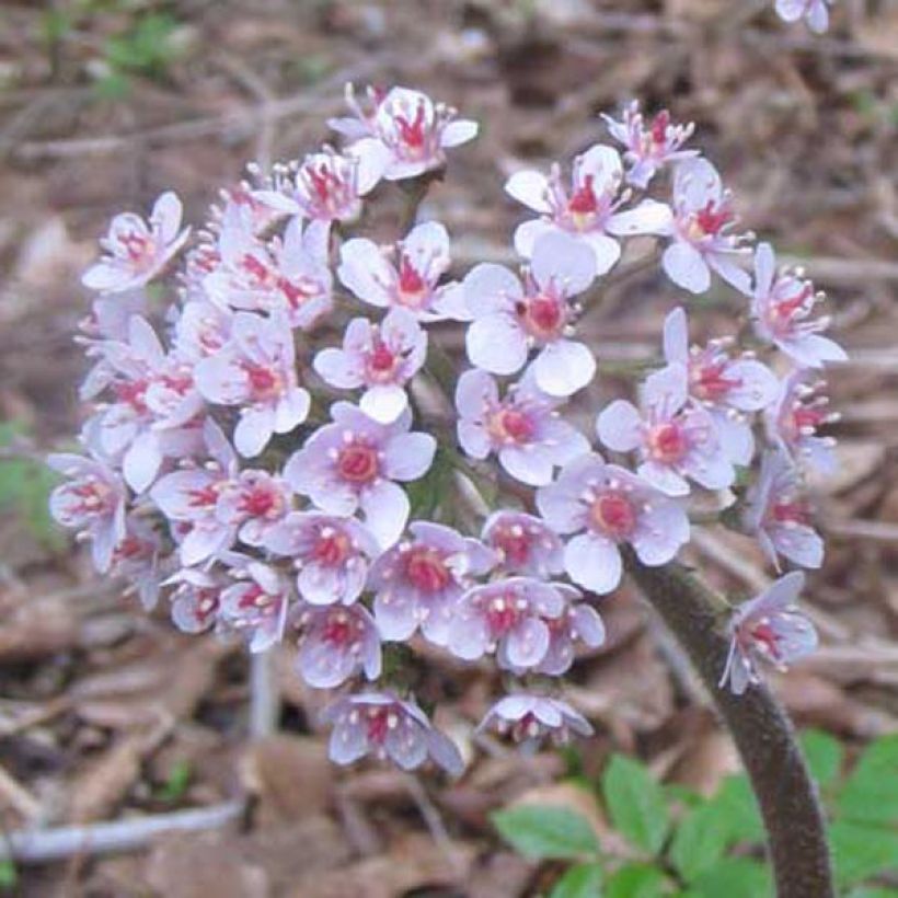 Kilpirikko - Darmera peltata (Kukinta)