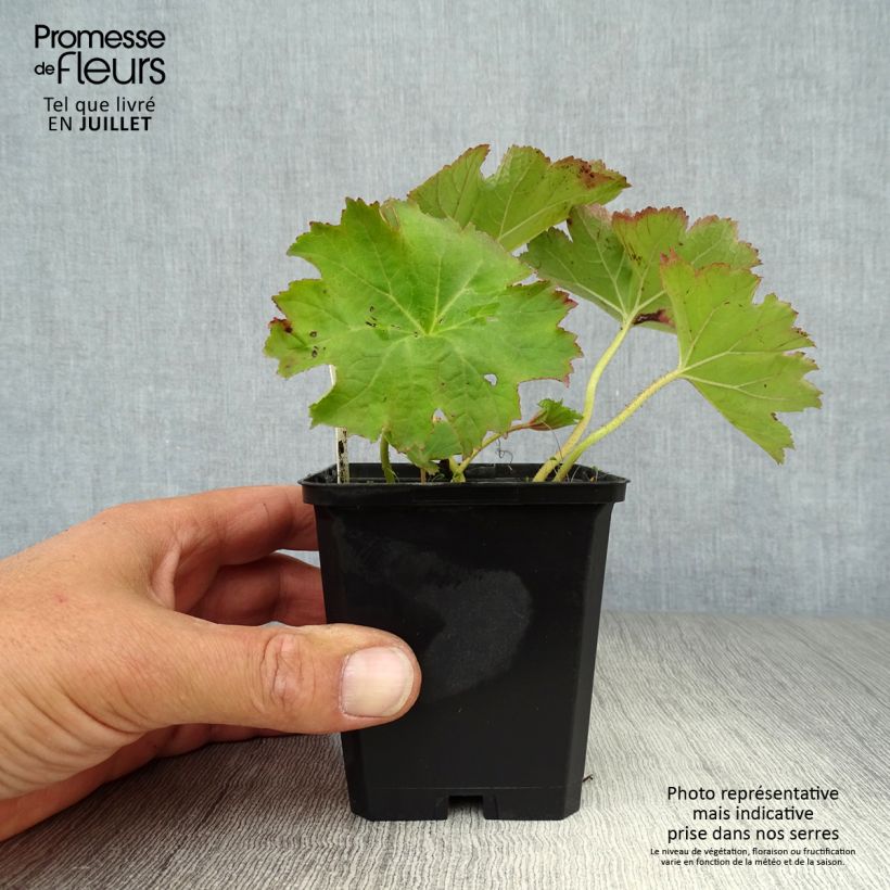 Esimerkki kesällä toimitetusta Kilpirikko - Darmera peltata Taimiruukku 8/9 cm-taimesta