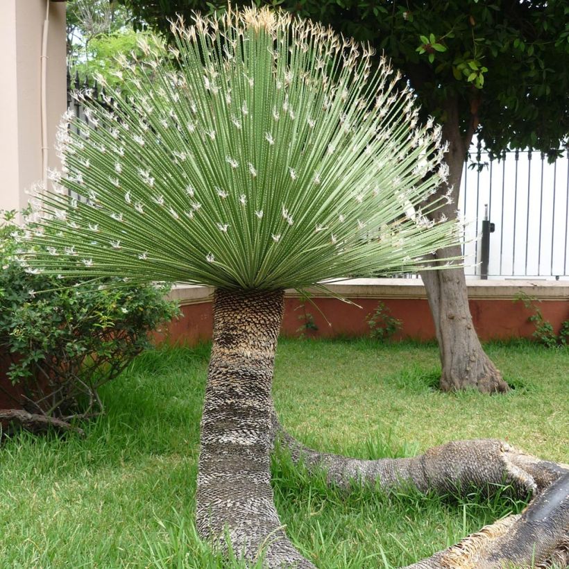 Jupi - Dasylirion acrotrichum (Kasvutapa)