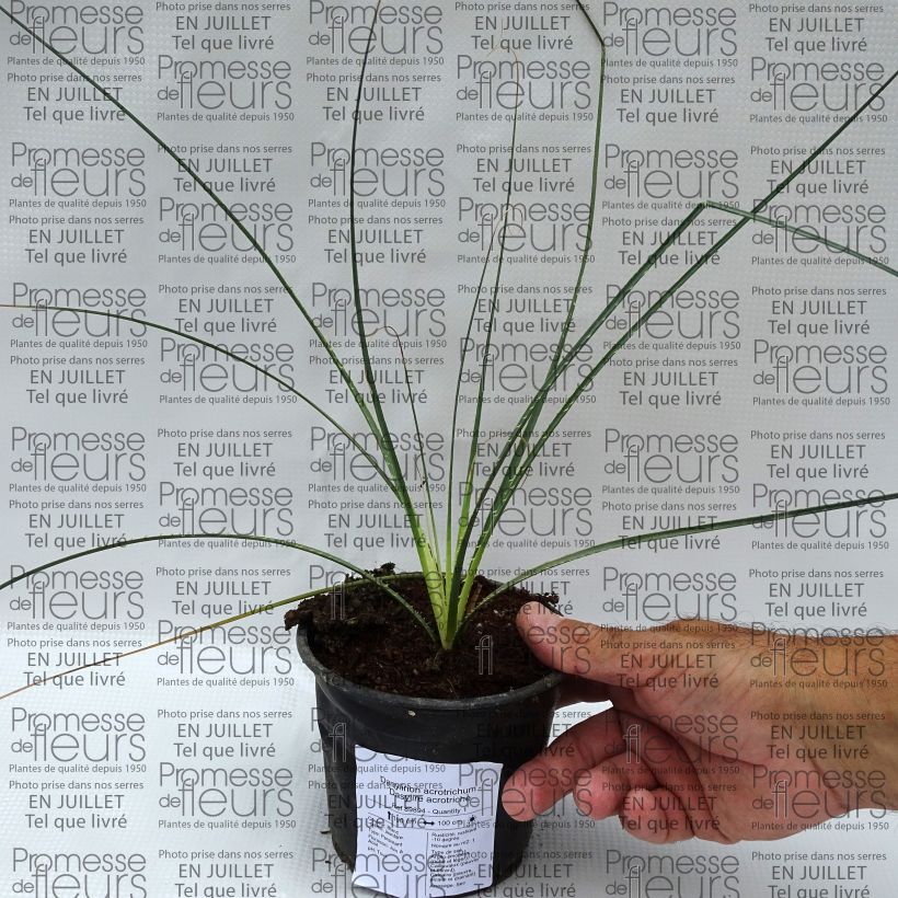 Esimerkki kesällä toimitetusta Jupi - Dasylirion acrotrichum Pot de 12 cm / 13 cm-taimesta