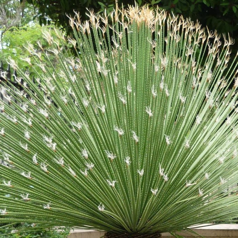 Jupi - Dasylirion acrotrichum (Lehvistö)