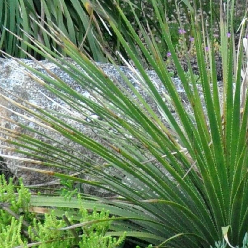 Jupi - Dasylirion cedrosanum (Lehvistö)