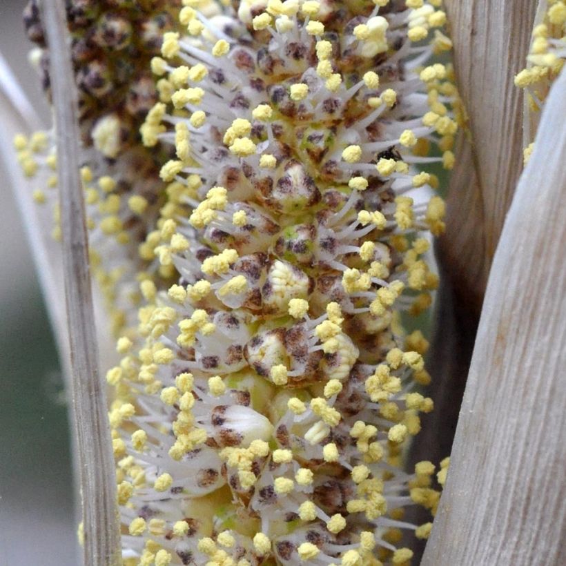 Jupi - Dasylirion cedrosanum (Kukinta)