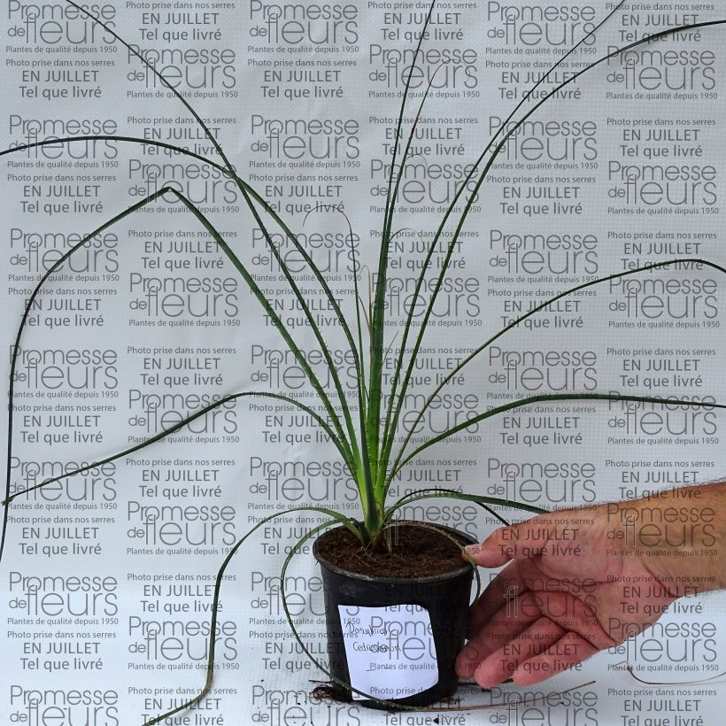 Esimerkki kesällä toimitetusta Jupi - Dasylirion cedrosanum Pot de 12 cm / 13 cm-taimesta