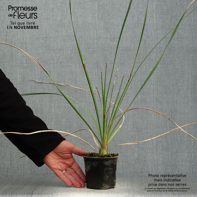 Esimerkki syksyllä toimitetusta Jupi - Dasylirion cedrosanum 12 cm / 13 cm ruukku-taimesta