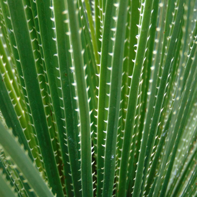 Sinijuppi - Dasylirion glaucophyllum (Lehvistö)