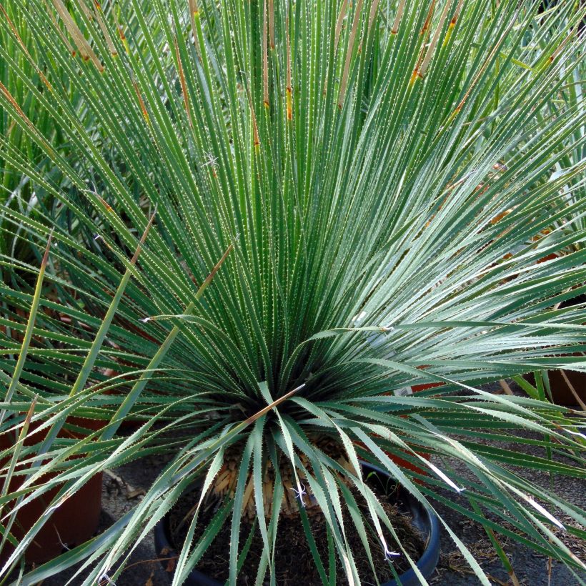 Sinijuppi - Dasylirion glaucophyllum (Kasvutapa)