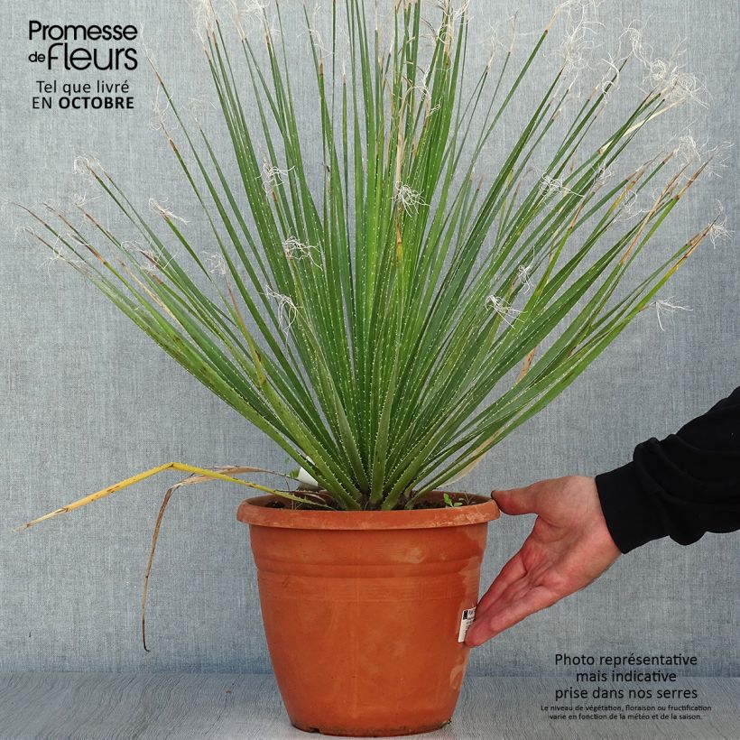 Esimerkki syksyllä toimitetusta Sinijuppi - Dasylirion glaucophyllum 7,5 litran / 10 litran ruukku-taimesta
