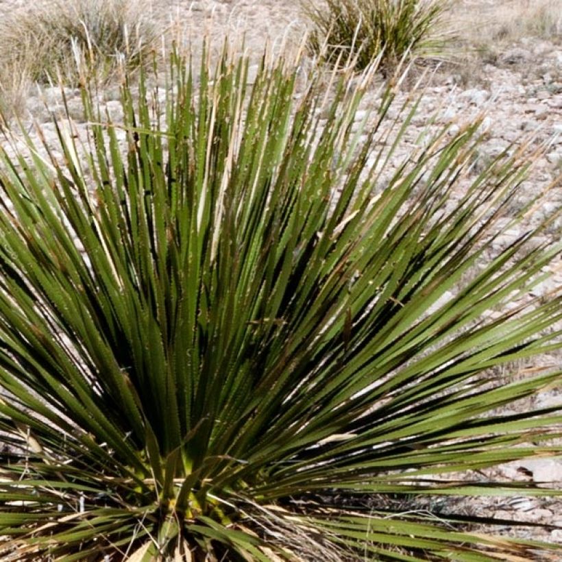 Jupi - Dasylirion leiophyllum (Lehvistö)
