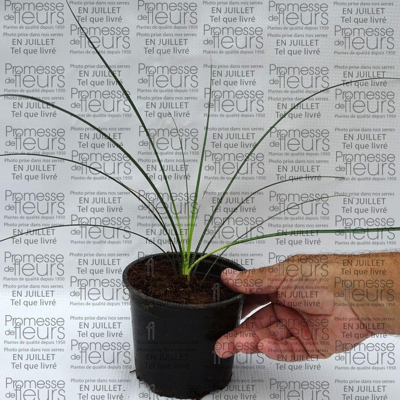 Esimerkki kesällä toimitetusta Jupi - Dasylirion leiophyllum Pot de 12 cm / 13 cm-taimesta