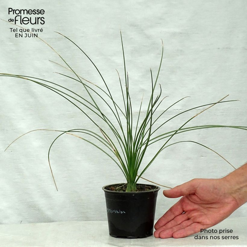 Esimerkki kesällä toimitetusta Jupi - Dasylirion longissimum Pot de 12 cm / 13 cm-taimesta