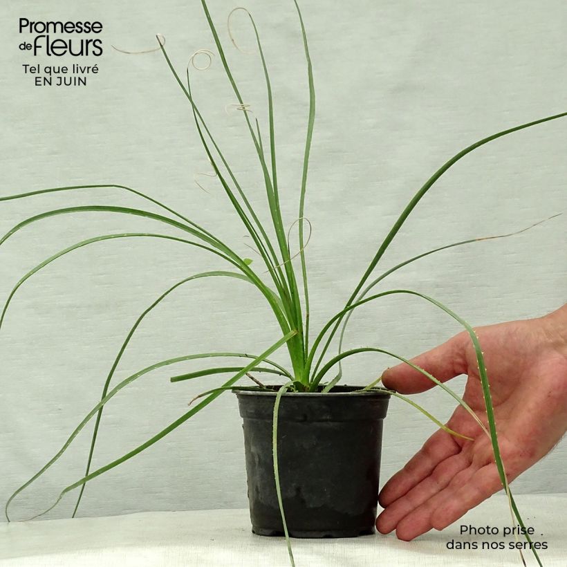 Esimerkki kesällä toimitetusta Jupi - Dasylirion lucidum Pot de 12 cm / 13 cm-taimesta