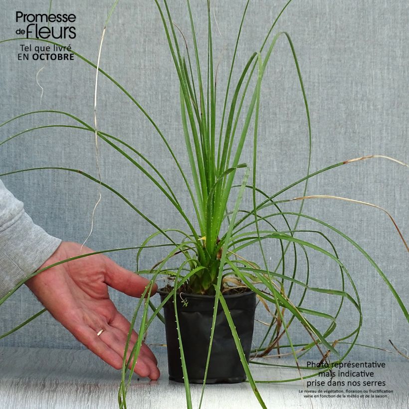 Esimerkki syksyllä toimitetusta Jupi - Dasylirion lucidum 12 cm / 13 cm ruukku-taimesta
