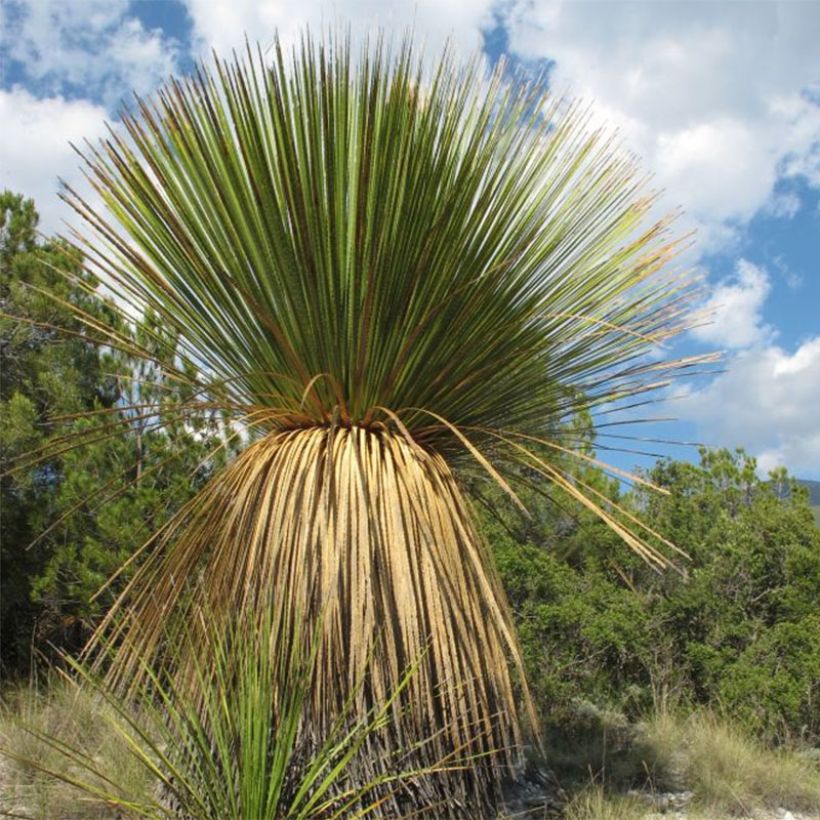 Jupi - Dasylirion miquihuanensis (Kasvutapa)