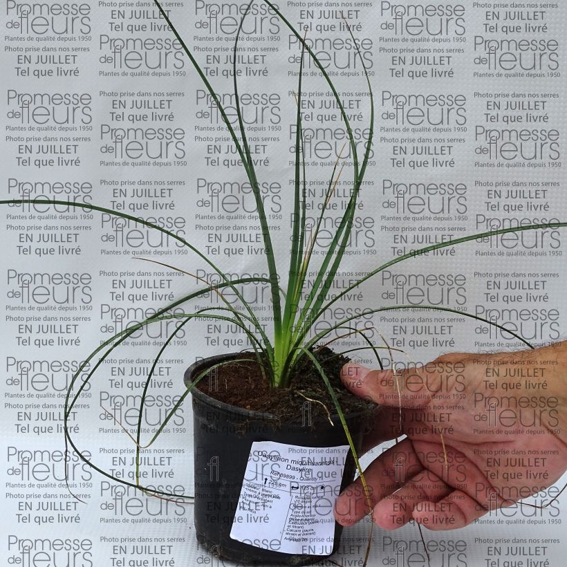 Esimerkki kesällä toimitetusta Jupi - Dasylirion miquihuanensis Pot de 12 cm / 13 cm-taimesta