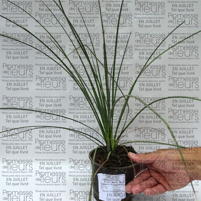 Esimerkki kesällä toimitetusta Jupi - Dasylirion quadrangulatum Pot de 12 cm / 13 cm-taimesta