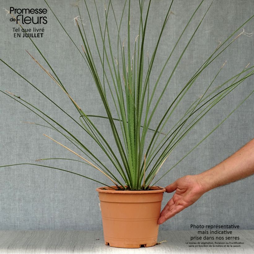 Esimerkki kesällä toimitetusta Piikkijuppi - Dasylirion serratifolium Pot de 12L/15L-taimesta