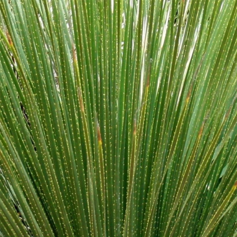 Piikkijuppi - Dasylirion serratifolium (Lehvistö)