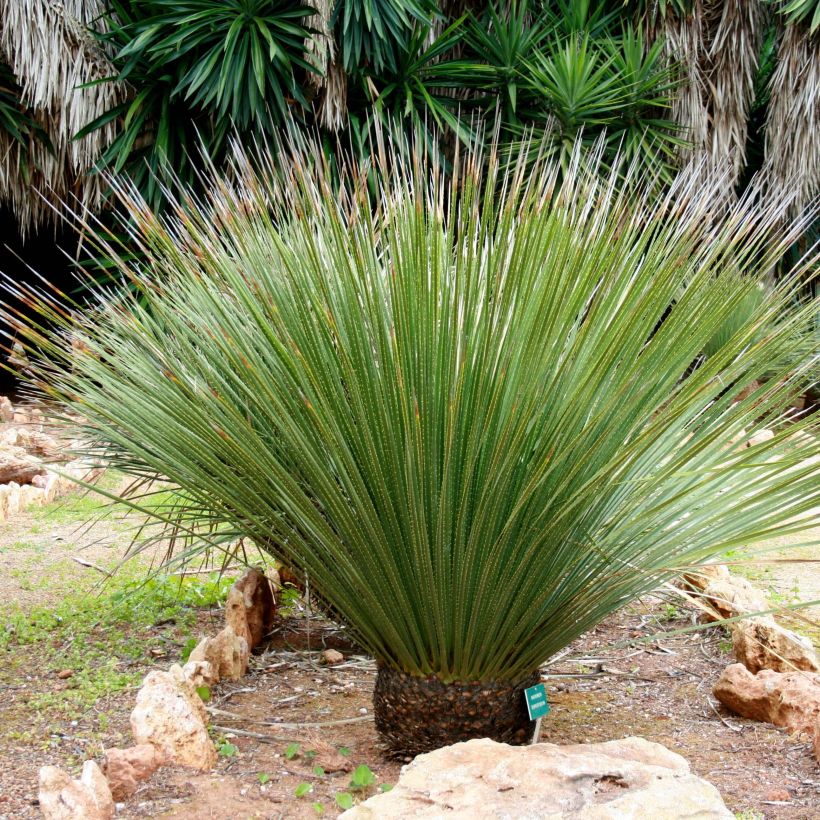 Piikkijuppi - Dasylirion serratifolium (Kasvutapa)