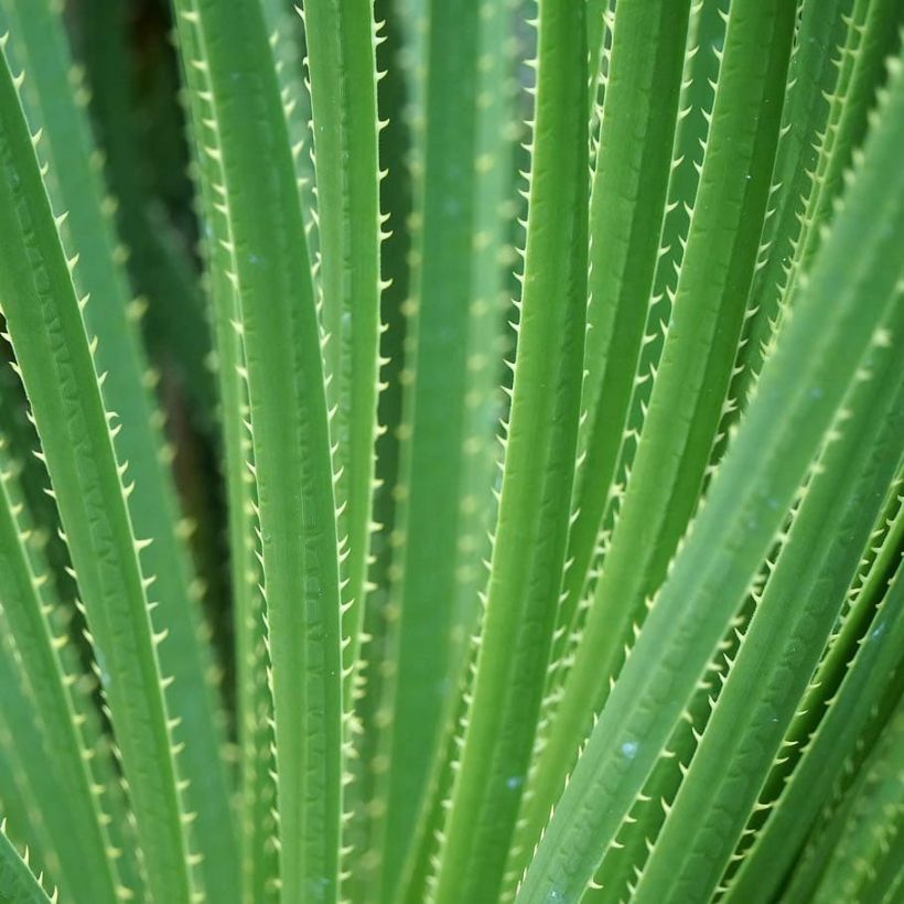 Jupi - Dasylirion texanum (Lehvistö)