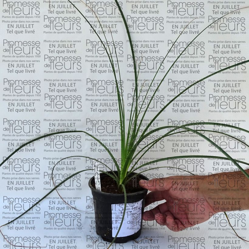 Esimerkki kesällä toimitetusta Jupi - Dasylirion texanum Pot de 12 cm / 13 cm-taimesta
