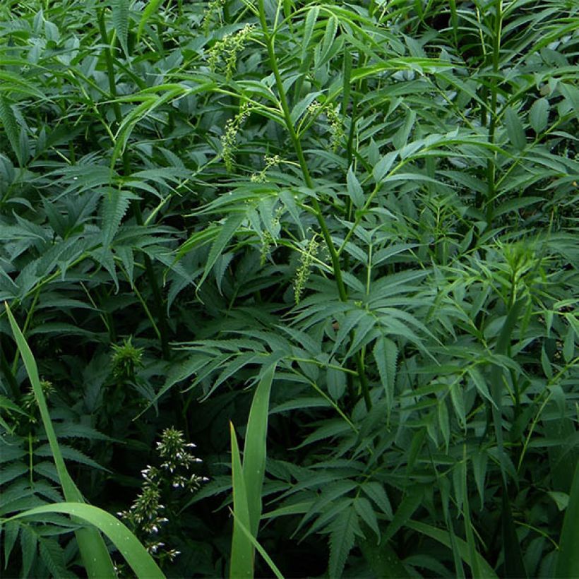 Datisca cannabina (Lehvistö)