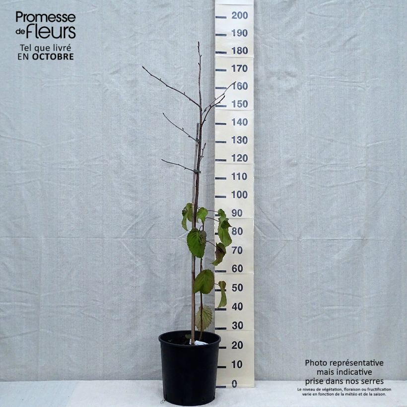 Esimerkki syksyllä toimitetusta Kyyhkyspuu - Davidia involucrata var. vilmoriniana 18 litran/20 litran ruukku-taimesta