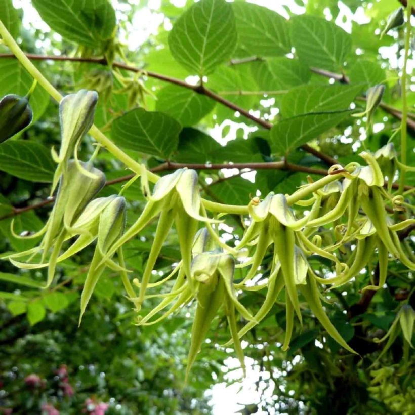 Narrinpensas - Decaisnea fargesii (Kukinta)
