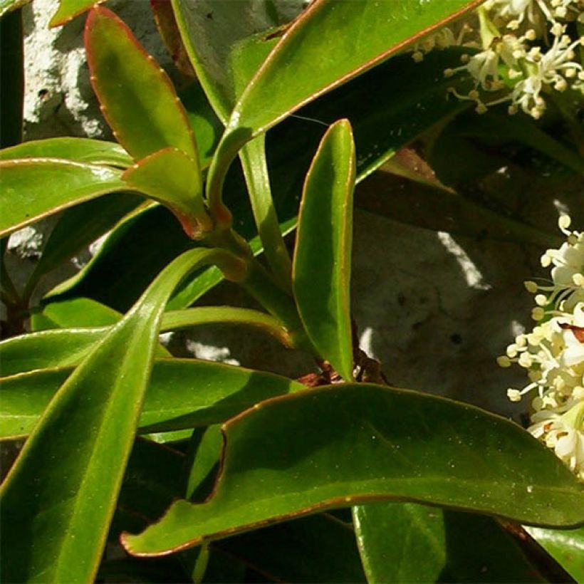 Decumaria sinensis (Lehvistö)