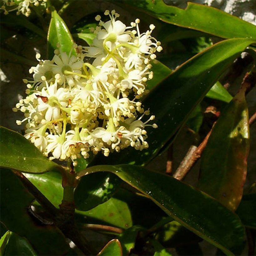 Decumaria sinensis (Kukinta)