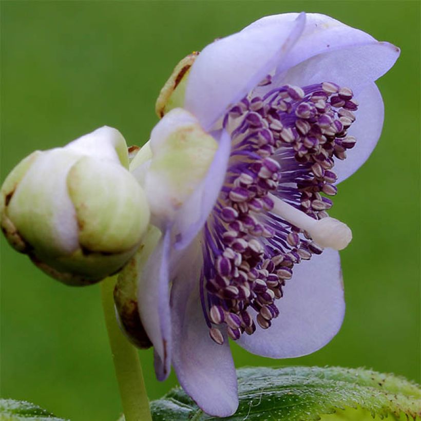 Deinanthe caerulea (Kukinta)