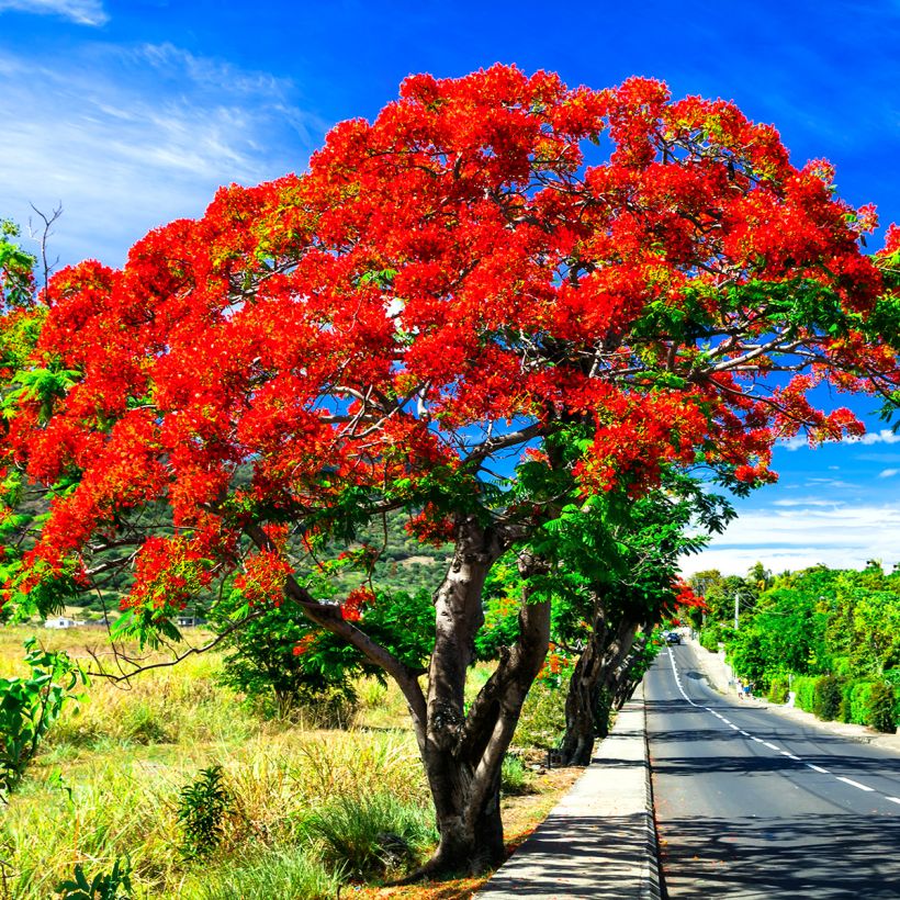 Liekkipuu - Delonix regia (Kasvutapa)