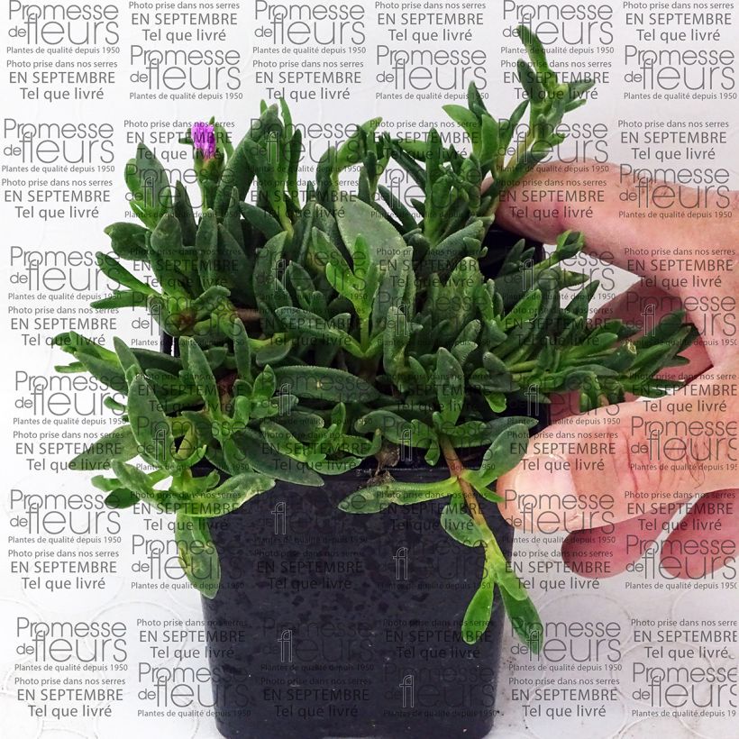 Esimerkki toimitetusta Delosperma Table Mountain - Pourpier vivace  Godet de 7/8 cm-taimesta