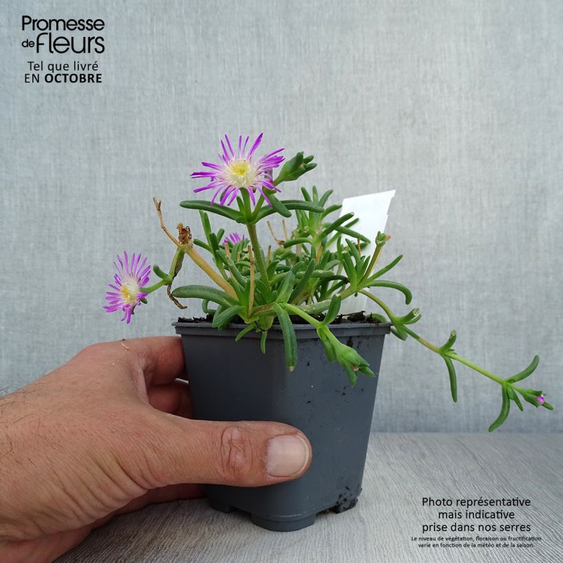 Esimerkki syksyllä toimitetusta Piikkipäivikki Wheels of Wonder Violet 8/9 cm taimiruukku-taimesta
