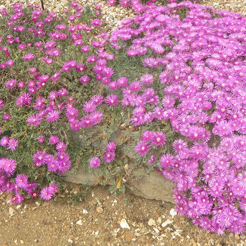 Punapiikkipäivikki - Delosperma cooperi (Kukinta)