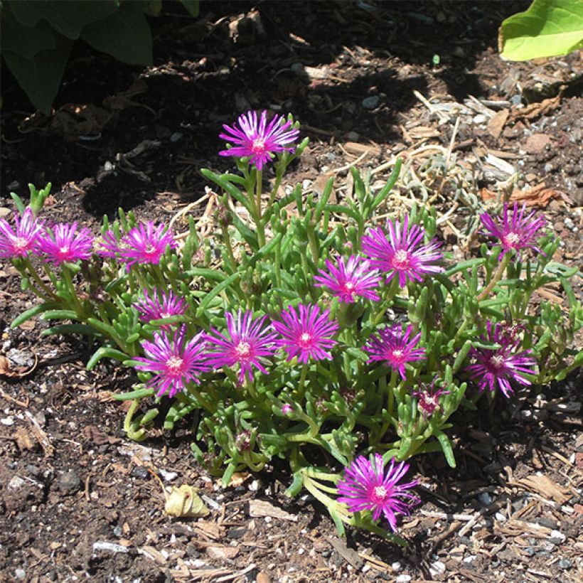 Punapiikkipäivikki - Delosperma cooperi (Kasvutapa)