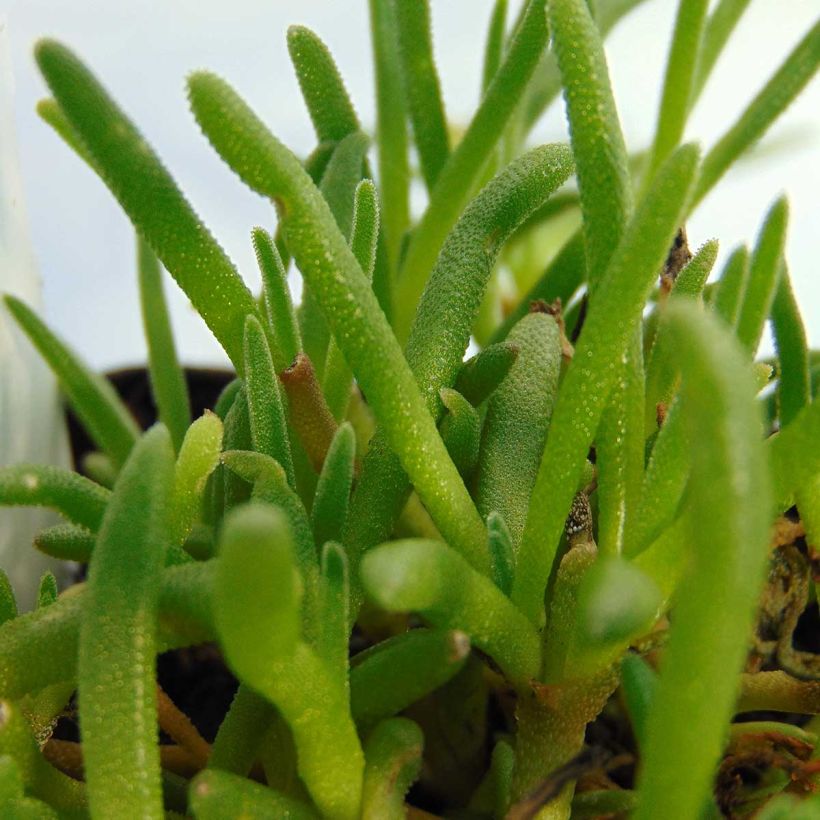 Punapiikkipäivikki - Delosperma cooperi (Lehvistö)