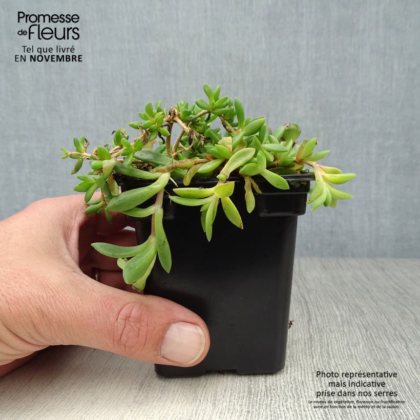 Esimerkki syksyllä toimitetusta Punapiikkipäivikki - Delosperma cooperi 7/8 cm taimiruukku-taimesta