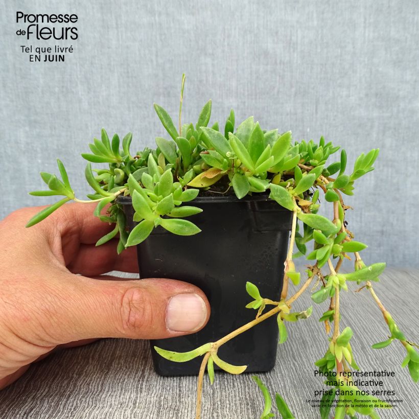 Esimerkki kesällä toimitetusta Punapiikkipäivikki - Delosperma cooperi Taimiruukku 7/8 cm-taimesta