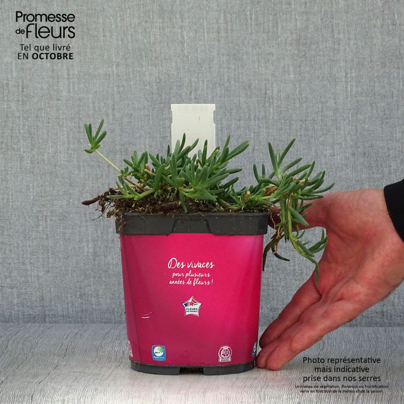 Esimerkki syksyllä toimitetusta Punapiikkipäivikki - Delosperma cooperi 2 litran/3 litran ruukku-taimesta