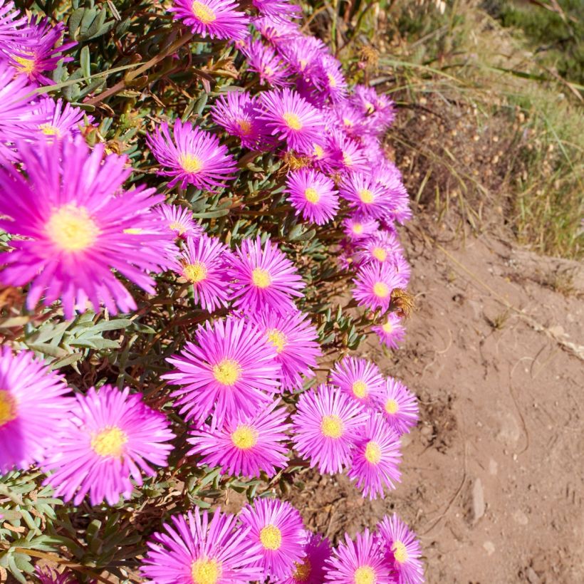Punapiikkipäivikki Table Mountain (siemenet) (Kukinta)
