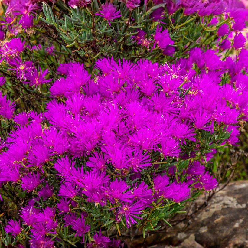 Punapiikkipäivikki Table Mountain (siemenet) (Kasvutapa)