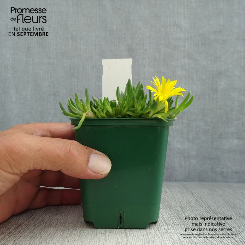 Esimerkki syksyllä toimitetusta Piikkipäiviki - Delosperma deschampsii 8/9 cm taimiruukku-taimesta
