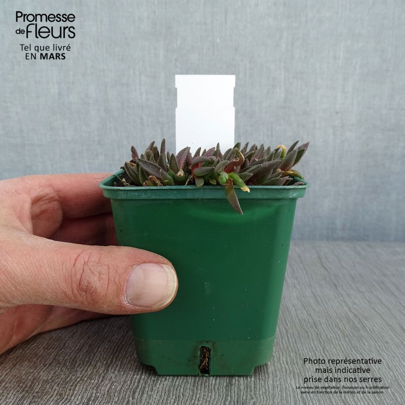 Esimerkki talvella toimitetusta Piikkipäiviki - Delosperma deschampsii Godet de 8/9 cm-taimesta